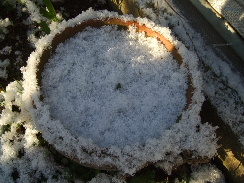 チューリップの芽