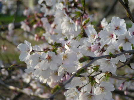 全体を写すとヒョボイ桜なので、ズーム撮影してみました。