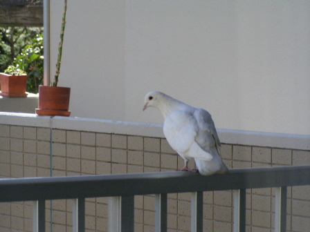 来ました！キレイです。白い鳩ですよね。