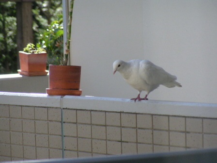 植木鉢をひっくり返すのかと思ってしまいました。