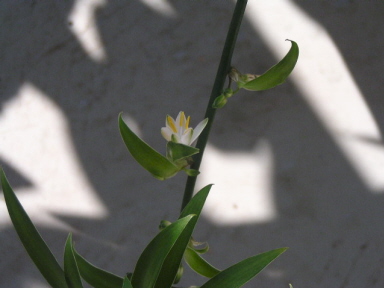 小さくて可憐な花　オリヅルラン