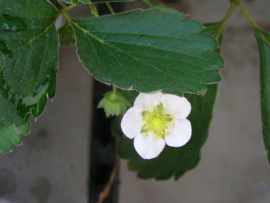 栃木の女峰　いちごの花