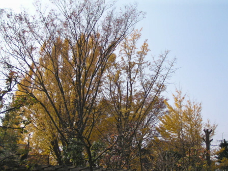 テラスの端から紅葉を楽しむ