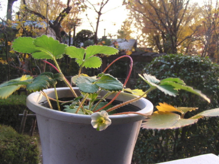 冬のイチゴ開花しました。