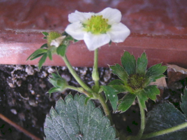 冬のイチゴの花「女峰」ですよ