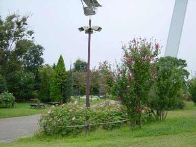 公園2DSC00146.jpg