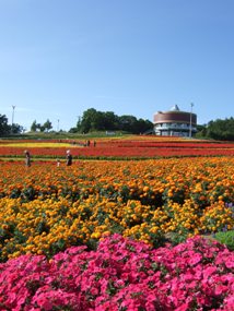 0902花☆てんと.JPG