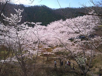 桜