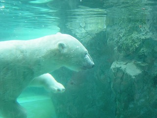 水中でのくま