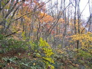 bIMG_3105.JPG