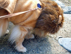 地面が気になる猿