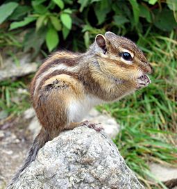 シマリス