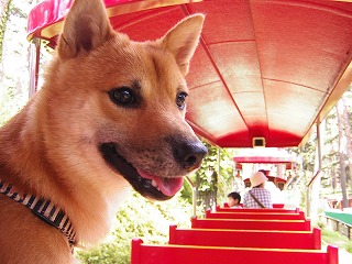 ワンコも乗れる電車にのったよ