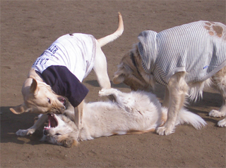 レオ劣勢だよ