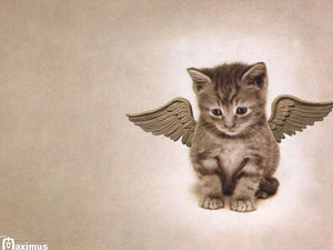 Angel_Cat_by_real_maximus.jpg