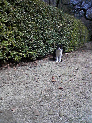 公園猫たち (3).jpg