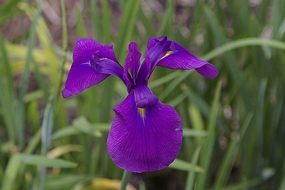 東公園の花菖蒲.jpg