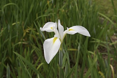 東公園の花菖蒲2.jpg