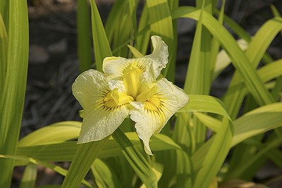 油ヶ淵公園の花菖蒲.jpg