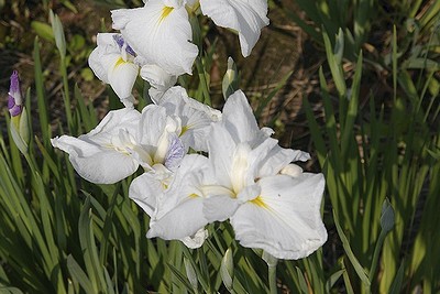 油ヶ淵公園の花菖蒲2.jpg