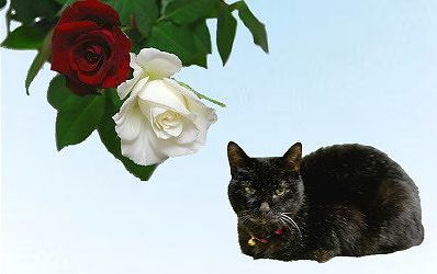 薔薇と猫.jpg