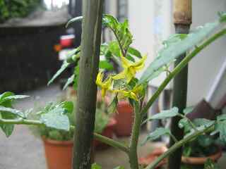 トマトの花　咲いたよ