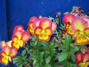 今年のお気に入り