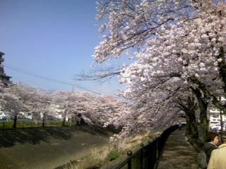 桜、満開～♪