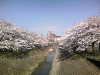 桜、キレイでした～＾＾