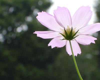 9.18 kosumosu 003.jpg