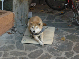 新大久保の柴犬