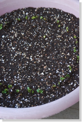 3/31ラディッシュ