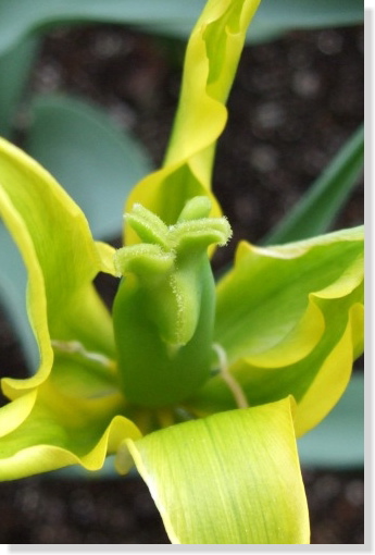 ダンシングショー