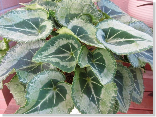 ガーデンシクラメン