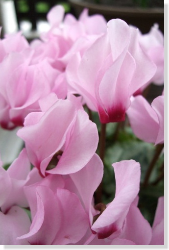 5月ガーデンシクラメン