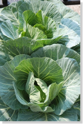 5/18キャベツ