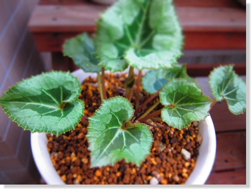 ガーデンシクラメン