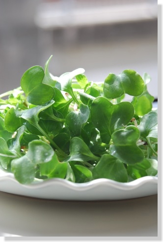 4/11ラディッシュ