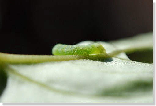 むしゃむしゃ・・