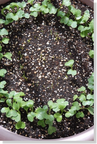 4/8ラディッシュ