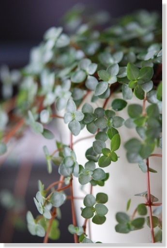 ピレアグラウカ