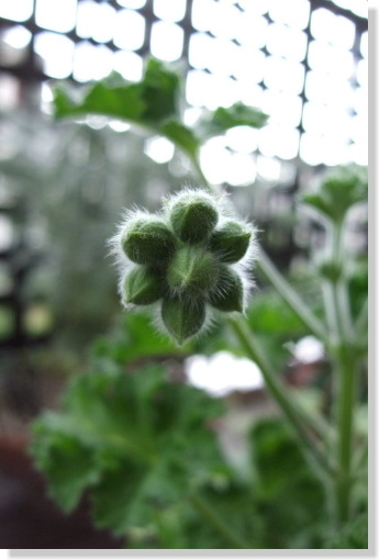 ミセスキングスリー