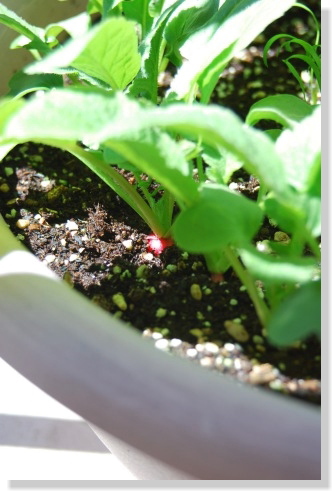 4/20ラディッシュ