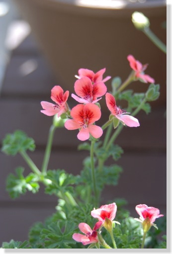 ペラルゴニューム