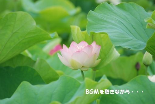 BGMを聴きながら・・・