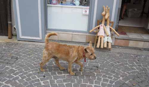 フランスのショップ犬