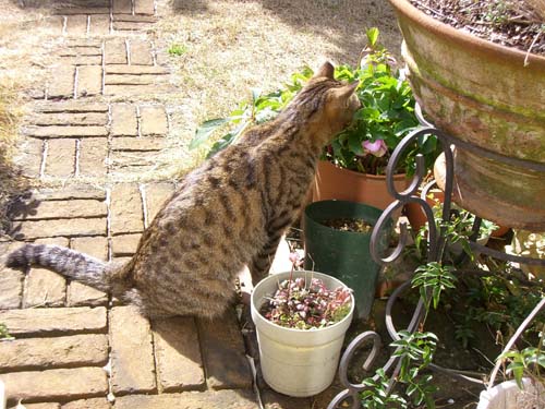 猫のイッチ