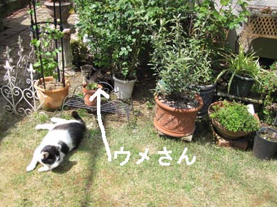 庭の猫（ネコ）たち