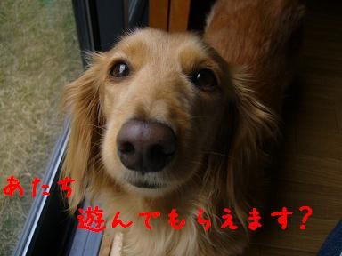 遊んでくれる？.jpg