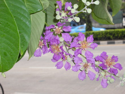 ４月の花１